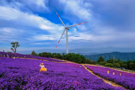 'Săn' mùa tím Gamaksan góc sống ảo đẹp như cổ tích giữa thu Hàn