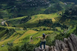 Thưởng ngoạn mùa vàng rực rỡ trên 'sống lưng khủng long' Púng Luông