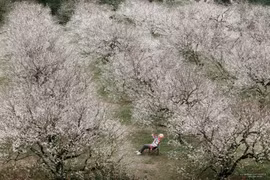 Hoa mận trái mùa khoe sắc trắng trên cao nguyên Mộc Châu, hút khách cuối năm