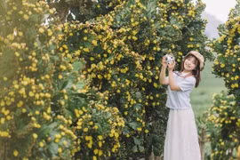 Check-in vườn xương rồng cổ thụ đẹp như tranh ở Mộc Châu