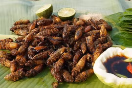 Từng bị ghét vì tiếng kêu, ve sầu nay thành đặc sản tiền triệu hút khách