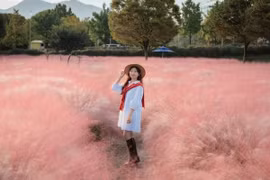 Tháng 10, rủ nhau vi vu Hàn Quốc ngắm thảm cỏ hồng Misa Gyeongjeong