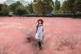 Tháng 10, rủ nhau vi vu Hàn Quốc ngắm thảm cỏ hồng Misa Gyeongjeong
