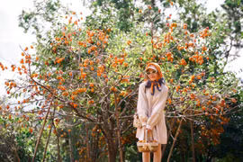 Sắc cam rực rỡ trên cao nguyên Măng Đen mùa hồng giòn