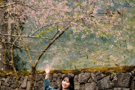 Hoa anh đào khoe sắc hồng rực rỡ tại dinh thự họ Vương