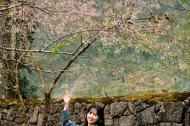 Hoa anh đào khoe sắc hồng rực rỡ tại dinh thự họ Vương