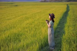 Những điểm săn lúa vàng mê hoặc ở Tây Nguyên hút hồn du khách 