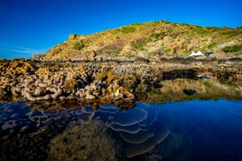 Tuy nhiên, nơi đây còn gây bất ngờ với du khách bởi rạn san hô rực rỡ tại Bãi Dứa, nhất là vào mùa nước cạn từ tháng 3 đến tháng 8. Ảnh Nguyễn Phan Dũng Nhân