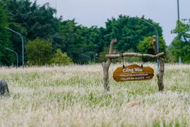 Cánh đồng cỏ lau ở Ecopark chốn hẹn hò, chụp ảnh lý tưởng cho du khách Hà Nội