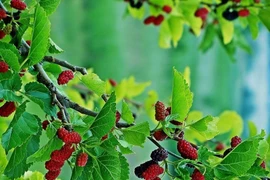 Loại lá từng bị bỏ quên, nay được săn lùng vì công dụng ngăn tóc bạc sớm