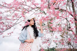 Mai anh đào Đà Lạt bung nở, chọn tour nào để 'săn hoa' trọn vẹn?