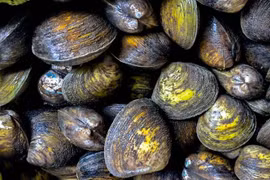 Loại đặc sản miền Tây được ví như 'nghêu khổng lồ' béo ngọt, bổ dưỡng