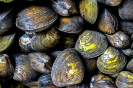 Loại đặc sản miền Tây được ví như 'nghêu khổng lồ' béo ngọt, bổ dưỡng