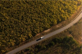 Mùa hoa keo lá tràm nhuộm vàng Phan Thiết, hút du khách check-in