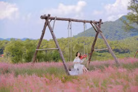 'Săn' mùa cỏ hồng chỉ cách Hà Nội 2 giờ