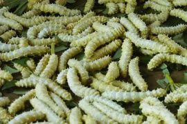 Thách thức lòng can đảm với 3 món đặc sản "động đậy" ở Việt Nam