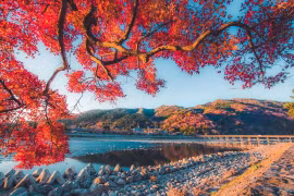 Mùa lá đổi màu ở Nhật Bản, lên lịch ngay để chiêm ngưỡng cảnh sắc thu