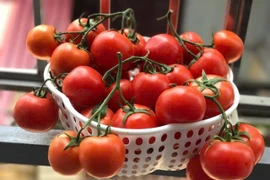 Mẹo đơn giản giúp cà chua tươi mọng suốt tháng mà không hỏng