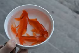 Bí quyết chọn cá chép khỏe, đẹp cúng ông Công ông Táo