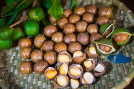 Cây mắc ca có nguồn gốc từ Australia, sau đó được trồng tại nhiều quốc gia có khí hậu phù hợp như Nam Phi, Trung Quốc và một số nước Đông Nam Á. Ảnh BHX