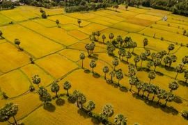 Đến An Giang ngắm 'tấm thảm vàng' Tà Pạ giữa miền Bảy Núi