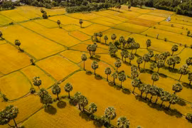 Đến An Giang ngắm 'tấm thảm vàng' Tà Pạ giữa miền Bảy Núi