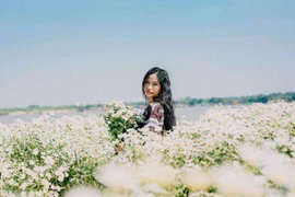 Cúc họa mi vào vụ, bãi đá sông Hồng rộn ràng khách đổ về săn sắc trắng