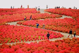 Đồi Kochia đỏ rực 'biển lửa' cuốn hút du khách tại Nhật Bản