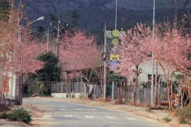 Mai anh đào khoe sắc tại làng K’Long K’Lanh, Lạc Dương