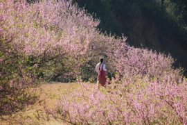 Tọa độ ngắm hoa mận, đào rừng nở rộ ở miền Bắc ngày giáp Tết