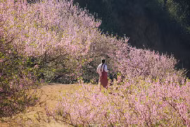 Tọa độ ngắm hoa mận, đào rừng nở rộ ở miền Bắc ngày giáp Tết