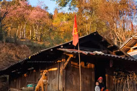 Hoa đào rừng nhuộm hồng bản làng Xím Vàng