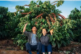 Tây Nguyên tháng 11: Mùa hoa dã quỳ, cà phê chín và biển mây trắng