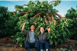 Tây Nguyên tháng 11: Mùa hoa dã quỳ, cà phê chín và biển mây trắng