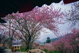 Hoa đào phủ khắp Tà Xùa, dân mê xê dịch rủ nhau lên núi