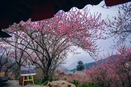 Hoa đào phủ khắp Tà Xùa, dân mê xê dịch rủ nhau lên núi