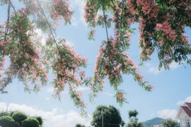 Sắc hồng muồng hoa đào rực rỡ trên quốc lộ 20 Lâm Đồng