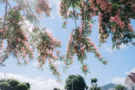 Sắc hồng muồng hoa đào rực rỡ trên quốc lộ 20 Lâm Đồng