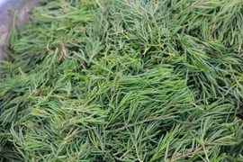 Rau nhót “lộc trời” xứ Nghệ giúp thanh lọc cơ thể, mát gan, dễ tiêu