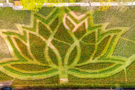 Huế khoác áo xuân rực rỡ với đóa sen khổng lồ giữa Kinh thành