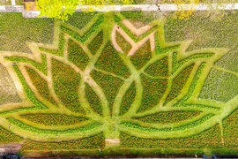 Huế khoác áo xuân rực rỡ với đóa sen khổng lồ giữa Kinh thành