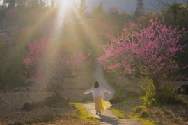 Tùng Vài rực sắc đào, hành trình du xuân vùng biên giá chỉ từ 4 triệu đồng