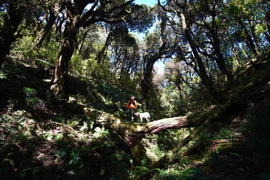 Chinh phục Tây Côn Lĩnh hành trình đến đỉnh núi huyền thoại của Đông Bắc