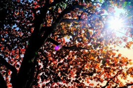 Rừng phong Nhìu Cồ San rực rỡ sắc thu, điểm hẹn mới của du khách yêu xê dịch