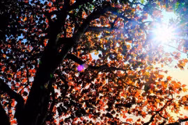 Rừng phong Nhìu Cồ San rực rỡ sắc thu, điểm hẹn mới của du khách yêu xê dịch