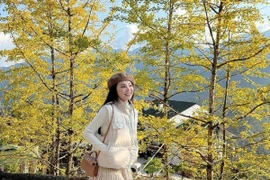 SaPa nhuộm vàng mùa ngân hạnh, hút khách check-in cuối năm