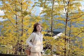 SaPa nhuộm vàng mùa ngân hạnh, hút khách check-in cuối năm