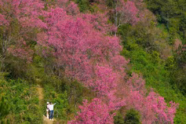 Hoa tớ dày nở rộ, Mí Háng gọi mời du khách