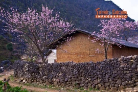 [INFO] Điểm đến lý tưởng ngắm hoa anh đào ở Tuyên Quang dịp Tết Dương lịch