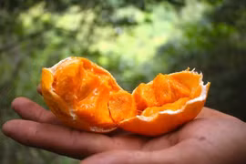 Chính sự khan hiếm theo mùa cùng quá trình thu hái vất vả khiến nguồn cung quả gùi trên thị trường khá hạn chế.